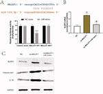 NLRP3 Antibody in Western Blot (WB)