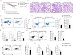 CD4 Antibody in Flow Cytometry (Flow)