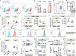 CD206 (MMR) Antibody in Flow Cytometry (Flow)