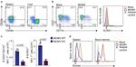 KLRG1 Antibody in Flow Cytometry (Flow)