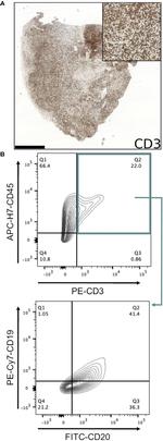 CD19 Antibody in Flow Cytometry (Flow)