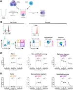 CD27 Antibody in Flow Cytometry (Flow)