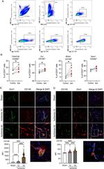 CD31 (PECAM-1) Antibody in Flow Cytometry (Flow)