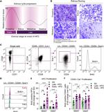 CD31 (PECAM-1) Antibody in Flow Cytometry (Flow)