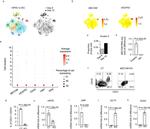 CD31 (PECAM-1) Antibody in Flow Cytometry (Flow)