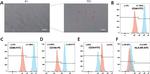 CD90 (Thy-1) Antibody in Flow Cytometry (Flow)