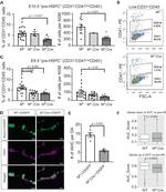 CD41a Antibody in Flow Cytometry (Flow)