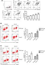 CD206 (MMR) Antibody in Flow Cytometry (Flow)