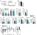 CD11c Antibody in Flow Cytometry (Flow)