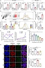 CD206 (MMR) Antibody in Flow Cytometry (Flow)