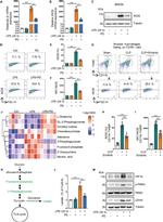 CD206 (MMR) Antibody in Flow Cytometry (Flow)