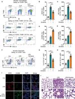 CD206 (MMR) Antibody in Flow Cytometry (Flow)