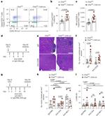 FOXP3 Antibody in Flow Cytometry (Flow)