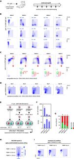 Integrin beta 7 Antibody in Flow Cytometry (Flow)