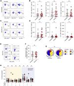 IL-2 Antibody in Flow Cytometry (Flow)