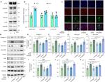 TWIST1 Antibody in Western Blot (WB)