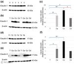 Claudin 1 Antibody in Western Blot (WB)