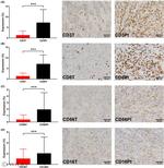 CD56 Antibody in Immunohistochemistry (Paraffin) (IHC (P))