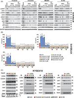 IL-10 Antibody in Neutralization (Neu)