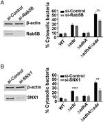 beta Actin Antibody in Western Blot (WB)