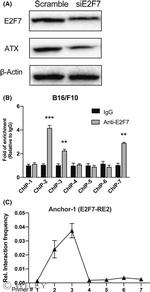 E2F7 Antibody in Western Blot (WB)