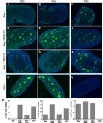 CD4 Antibody in Immunohistochemistry (Paraffin) (IHC (P))