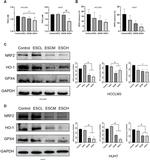 GPX4 Antibody in Western Blot (WB)