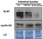 Ki-67 Antibody in Western Blot (WB)