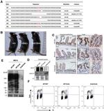 Ki-67 Antibody in Western Blot, Immunohistochemistry, Flow Cytometry (WB, IHC, Flow)