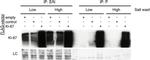 Ki-67 Antibody in Western Blot (WB)