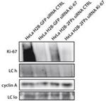 Ki-67 Antibody in Western Blot (WB)