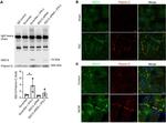 ISG15 Antibody in Western Blot (WB)