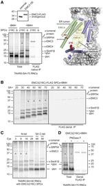 TM111 Antibody in Immunoprecipitation (IP)