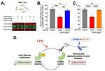 Cofilin Antibody in Western Blot (WB)