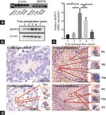 WDR12 Antibody in Immunohistochemistry (Paraffin) (IHC (P))