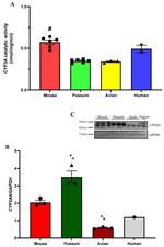 CYP3A4 Antibody in Western Blot (WB)