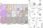 SUSD2 Antibody in Immunohistochemistry (IHC)