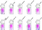 Ubiquilin 2 Antibody in Western Blot, Immunoprecipitation (WB, IP)