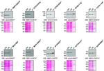 FUS Antibody in Western Blot, Immunoprecipitation (WB, IP)