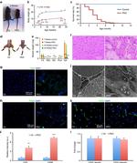 CD3 Antibody in Immunohistochemistry (IHC)