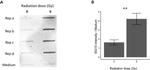 ISG15 Antibody in Western Blot (WB)