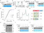 ALKBH5 Antibody in Western Blot (WB)