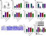 MMP2 Antibody in Western Blot (WB)