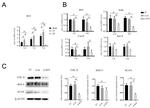 Aggrecan Neo Antibody in Western Blot (WB)