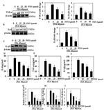 IL-6 Antibody in Western Blot (WB)