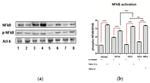 NFkB p65 Antibody in Western Blot (WB)