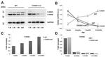 Calsequestrin Antibody in Western Blot (WB)