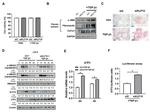 KLF10 Antibody in Western Blot (WB)