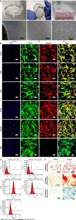 LIN28A Antibody in Immunocytochemistry (ICC/IF)