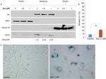 NOXA Antibody in Western Blot (WB)